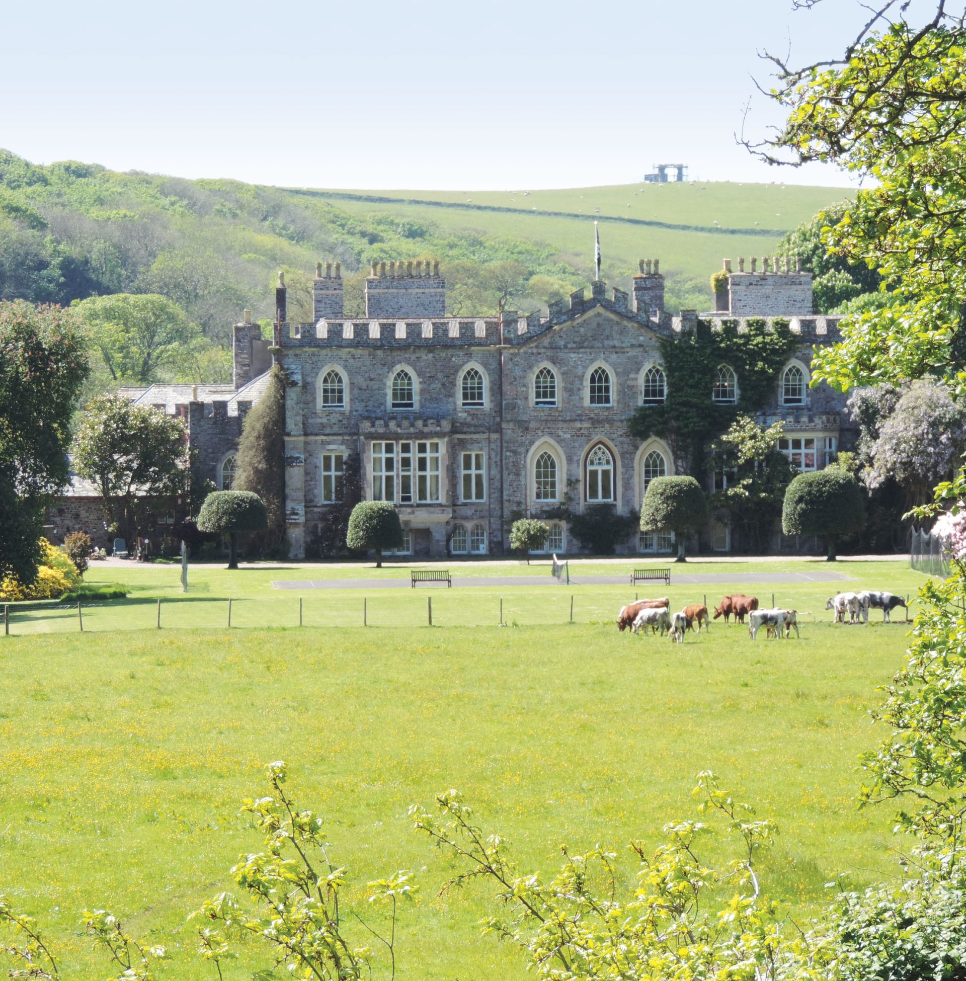 Cows grazing in the field in front of Hartland Abbey on a summer day