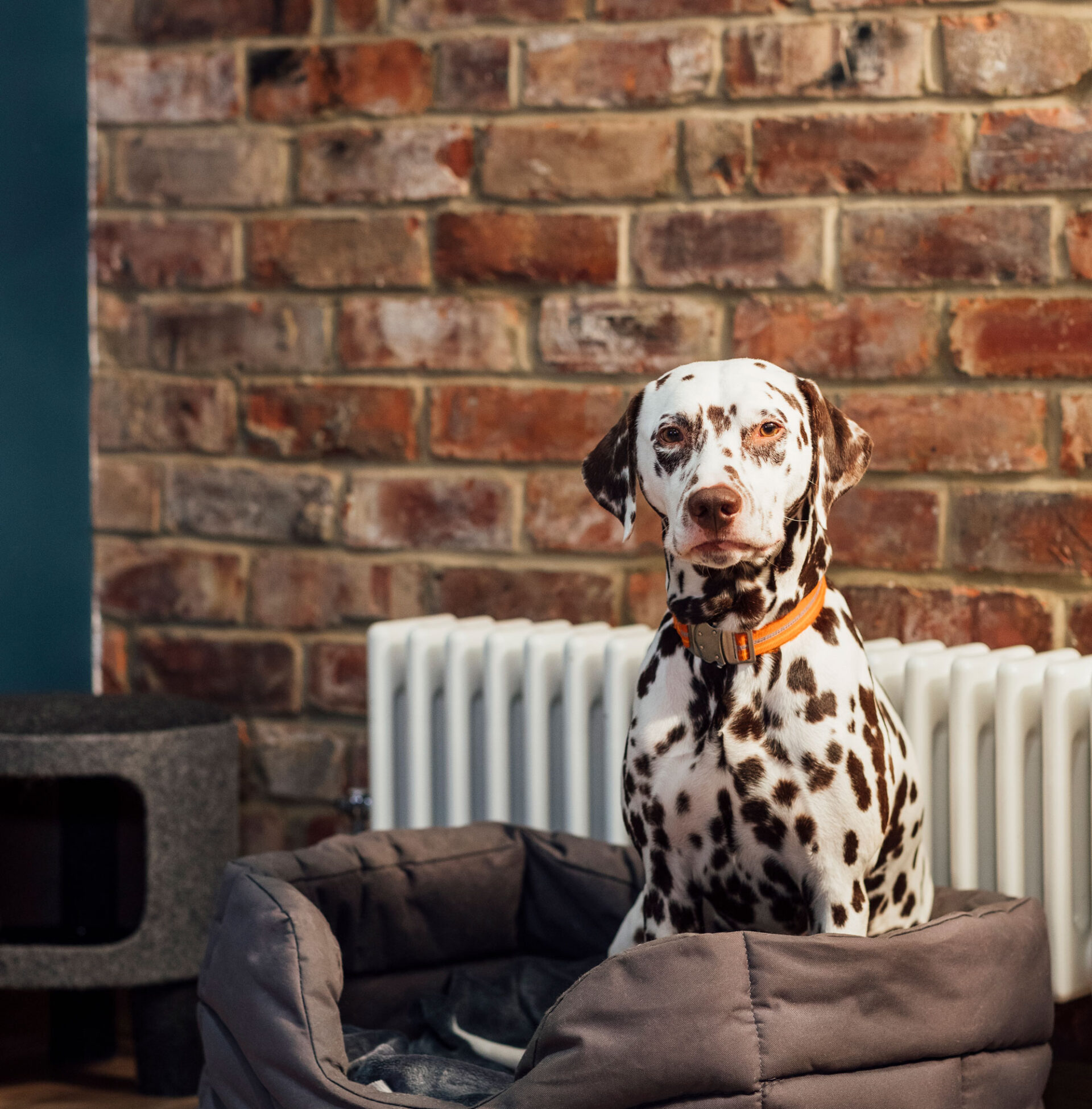 A dalmation sitting in its dog bed by a radiator