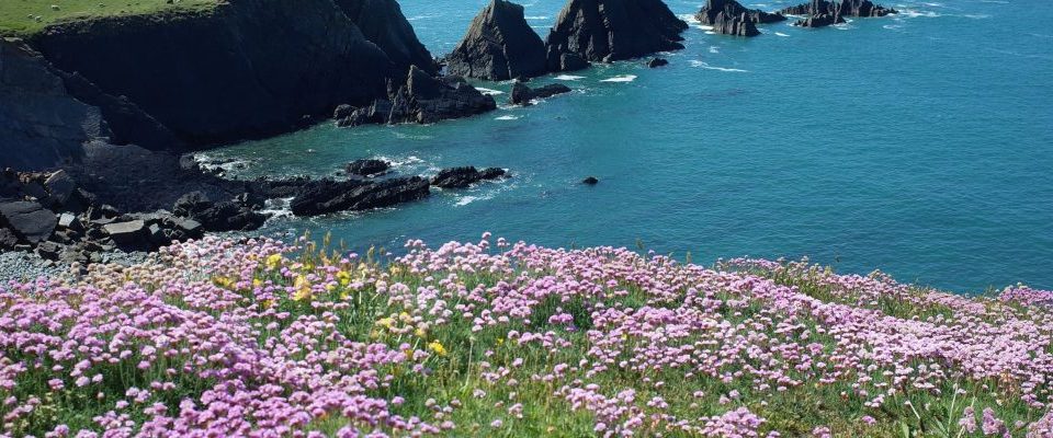 Close up of wild flowers on rugged shoreline at Hartland Quay